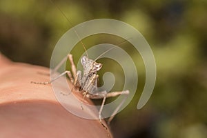Mantis on finger