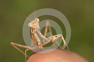 Mantis on finger