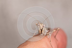 Mantis on finger