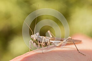 Mantis on finger