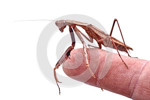 Mantis on a finger on a white background