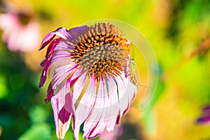 Mantis flower in the garden