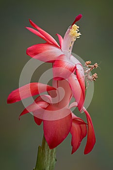 Mantis on flowering cactus