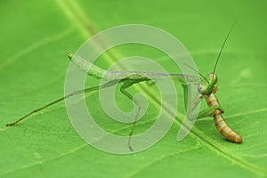 Mantis fly prey    on  a leaf   macro close up photography