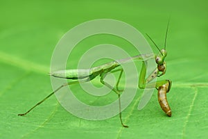 Mantis fly  prey on a leaf  macro close up photography