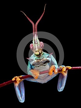 Mantis Frog