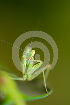 Mantis funny macro  photo posing at the camera.