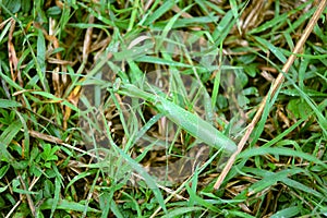 Mantis in the grass