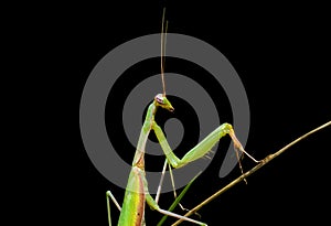 Mantis on grass 5