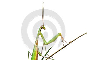 Mantis on grass 7