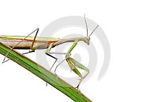 Mantis on grass-blade 1