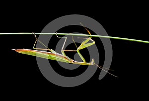 Mantis on grass-blade 4