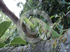 Mantis green on a stick sits very strange looking