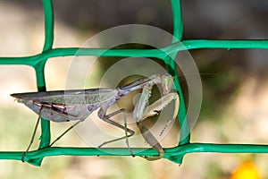 Mantis on the green grid