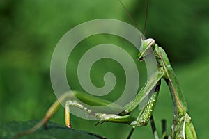 Mantis green on leaf close-up macro