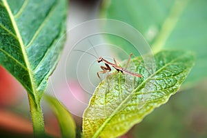 Mantis on green leaf