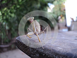 Mantis green on a stick sits very strange looking