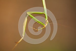 A mantis hanging upside down