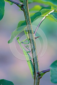Mantis imago photo