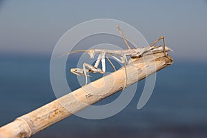 Mantis insec macro Rhodos Greece photo