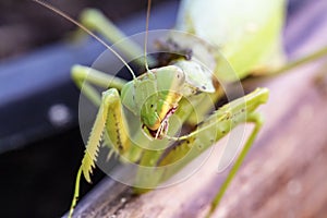 Mantis insect, adult. Search for a couple for procreation