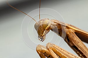 Mantis insect, adult. Search for a couple for procreation