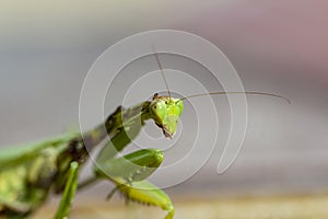 Mantis insect, adult. Search for a couple for procreation