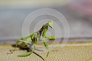 Mantis insect, adult. Search for a couple for procreation