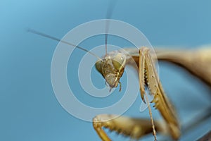 Mantis insect, adult. Search for a couple for procreation