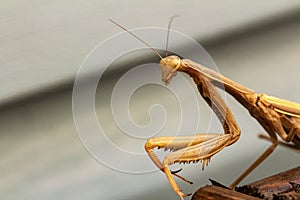 Mantis insect, adult. Search for a couple for procreation