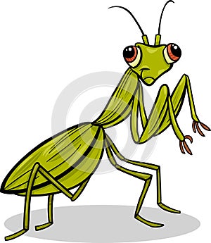 Mantis insect cartoon illustration