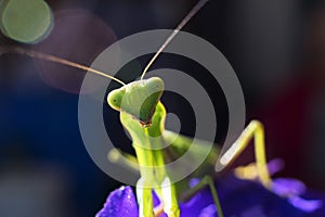 The mantis insect, close-up