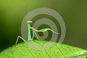 Mantis insect close up view funny pose. Macro photo.