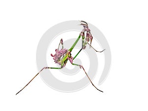 Mantis insect with courtship coloration