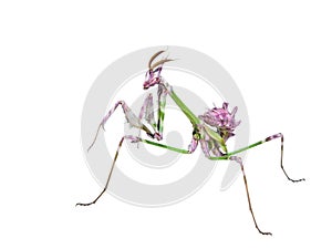 Mantis insect predator in hunting pose