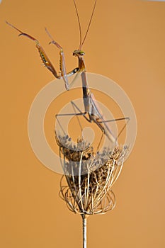 Praying mantis on dried flower. Mantodeos are an order of neoptera insects