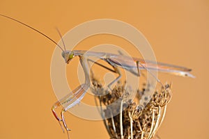 Praying mantis on dried flower. Mantodeos are an order of neoptera insects