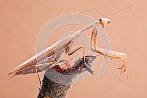 Mantis insects closeup