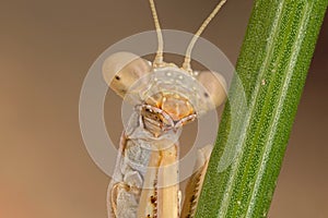 Mantis iris oratoria