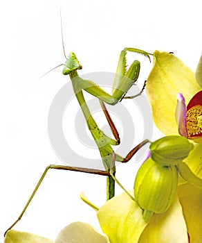 Mantis isolated on an orchid