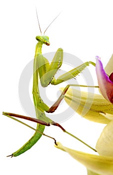 Mantis isolated on an orchid