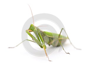 Mantis isolated on white background