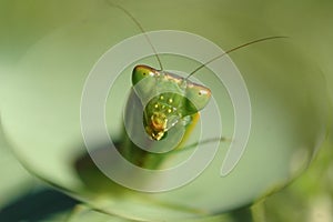 Mantis looking