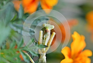 A mantis is looking among the flowers, The European mantis Mantis religiosa