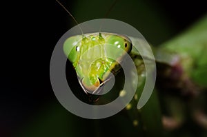 Mantis macroshot