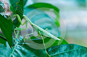 Mantis, Mantodea is on a green leaf.