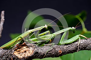 Mantis mating. The European mantis Mantis religiosa