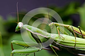 Mantis mating. The European mantis Mantis religiosa