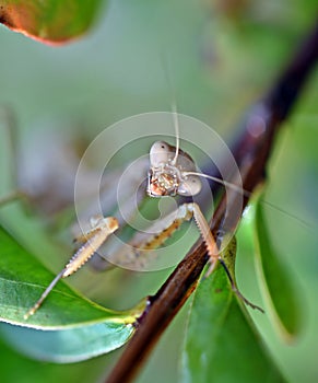 A mantis is observing the environment from a tree