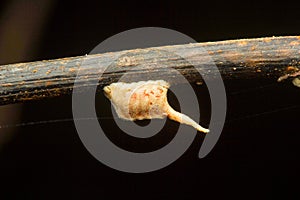 Mantis Ootheca, Aarey Milk Colony , INDIA